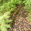 Plants: image 82 Of 94 Thumb